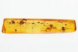 Rare Fossil Wasp (Ismaridae) and Fungus Gnat In Baltic Amber #325382-1